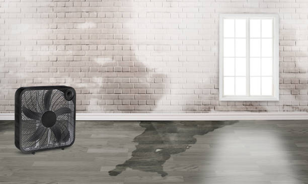 Best Flood damage cleanup  in Kingsley, MI
